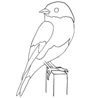 Bluebird - Joy